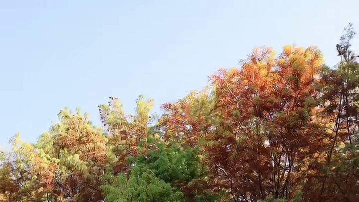 11.20虎丘湿地水杉实况！撕掉小滤镜，实际9绿1红 虎丘湿地公园水杉观赏全攻略 水杉观赏亮