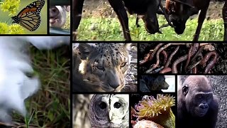 這竟然是一種異食癖