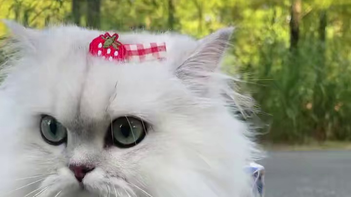 合适应聘公园拖地的咪