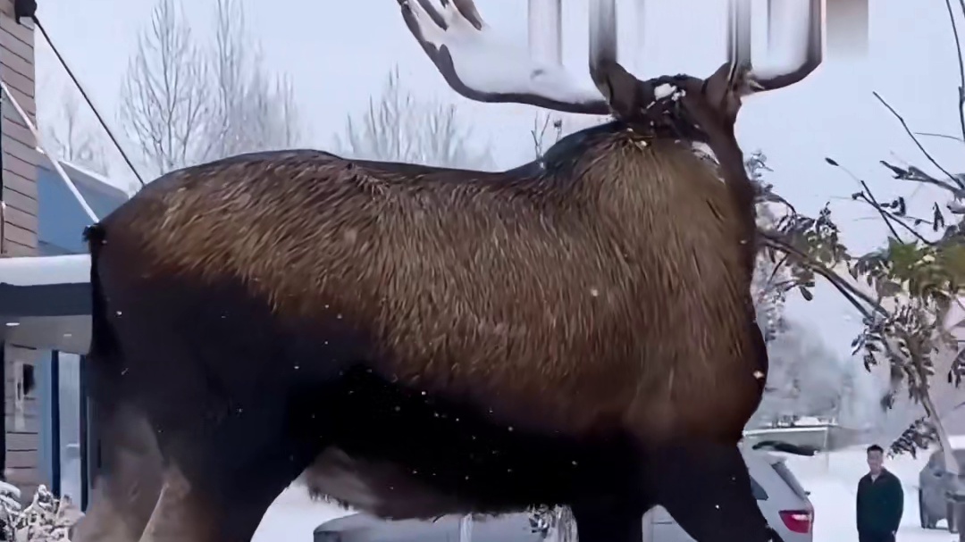 不是，这些动物怎么这么大的离谱啊，巨物恐惧症要范了