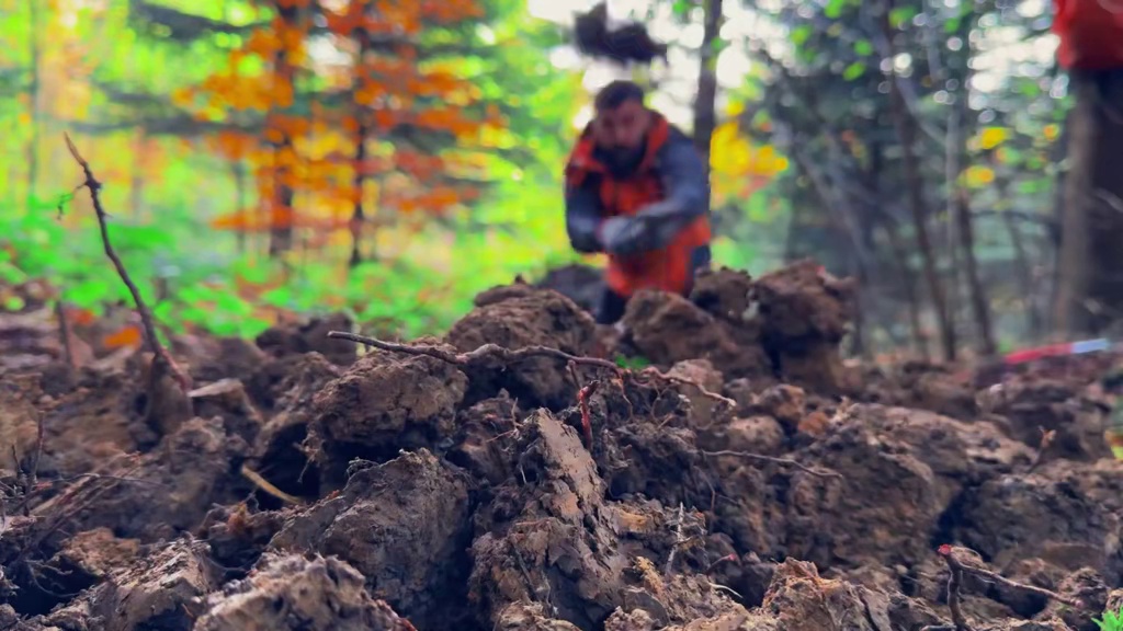 榛树林野外生存：搭建编织巢穴和炉灶