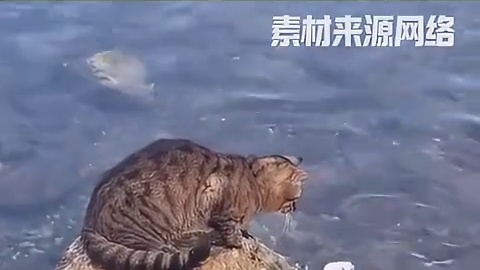 猫：这个家还得靠我！