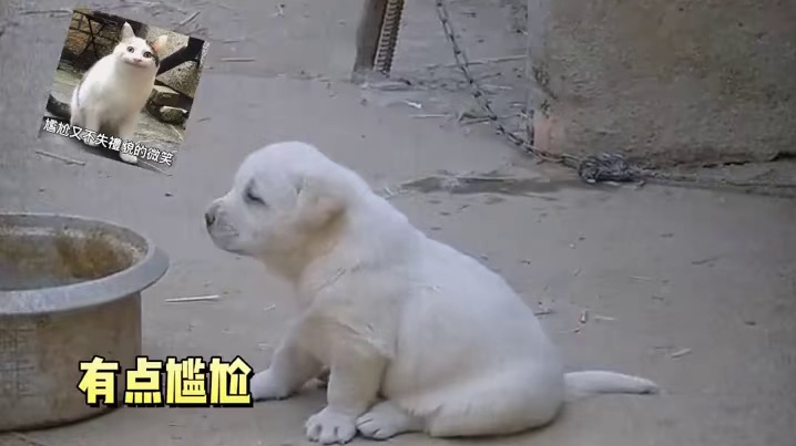 模仿鸡叫的狗狗