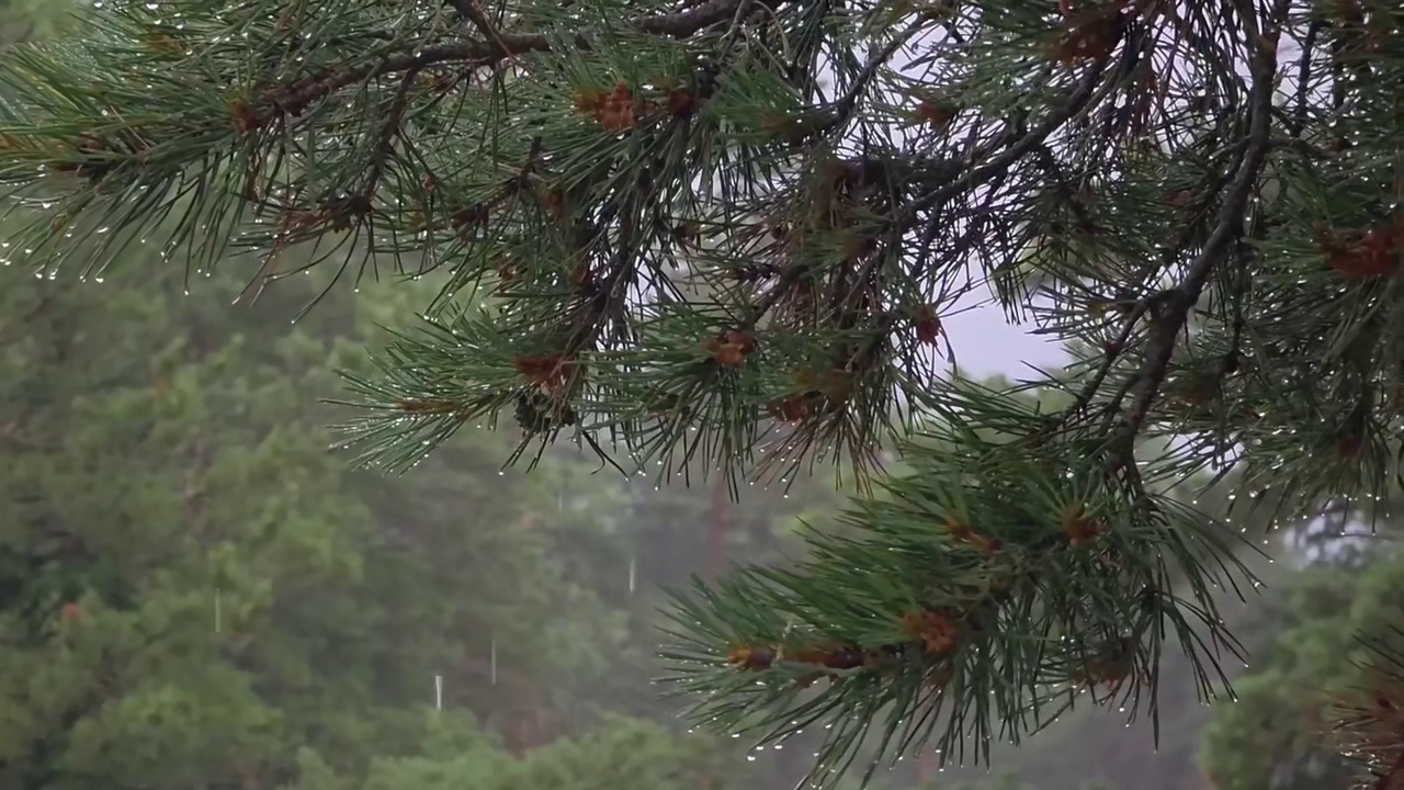 第2集：大雾弥漫的丛林，男人在树上给自己搭建了舒适的小屋