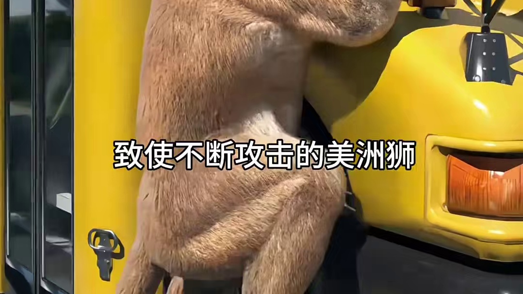 袭击校车的大猫，下场真是没想到