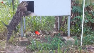 顛沛流離的大浣熊好不容易找到一處安身場所，依舊躲不過悲催命運(yùn)