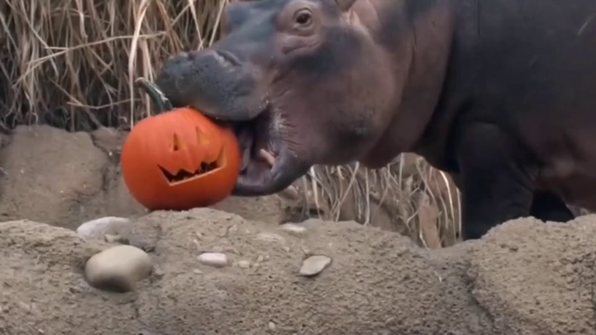 鳄鱼连人都吃，为何不吃河马？