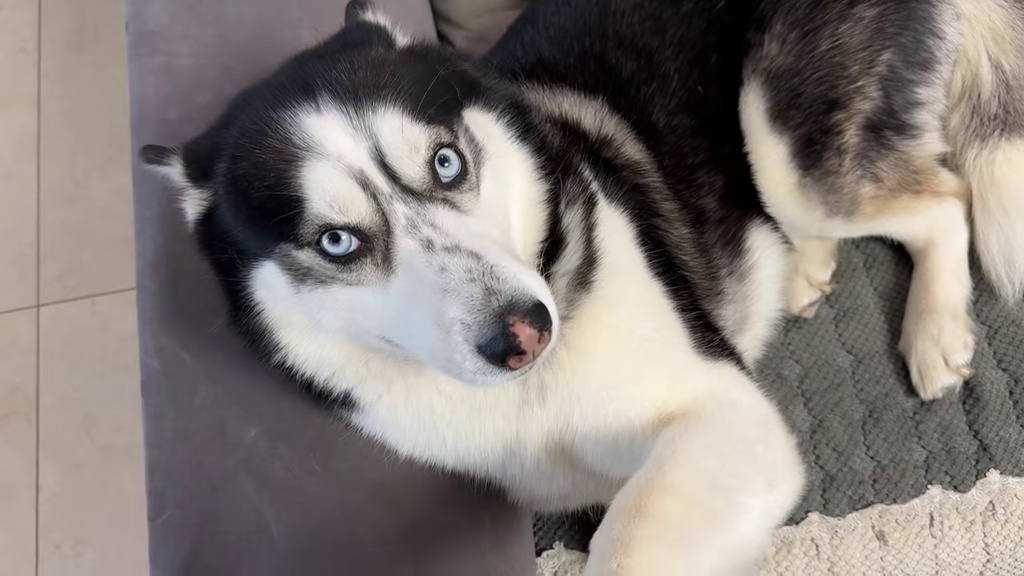 二哈误伤小主人被主人教训，没想到一顿胖揍后，居然把二哈揍哭了