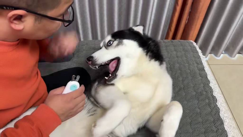 戏精二哈死活不剪指甲还龇牙咬人，当主人拿出菜刀后，你们都别笑