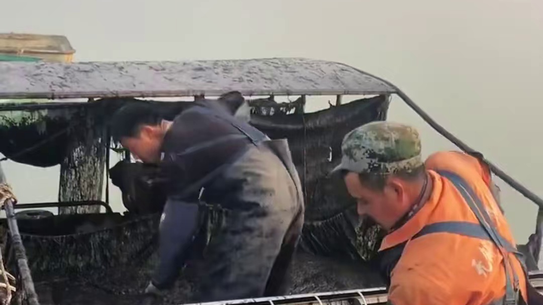 原来是紫菜！ 原来是紫菜！