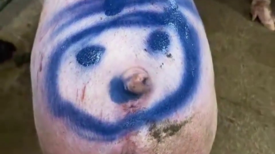 狗子长大了，竟然敢对我呲牙了 搞笑动物动物的迷惑行为