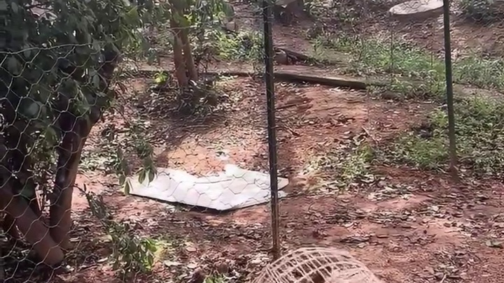 这可真是溜达鸡