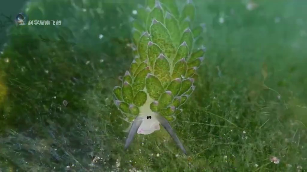 地球海洋不同深度动物排名，生命转瞬即逝，而又生生不息！ 献给每一位存在的生灵