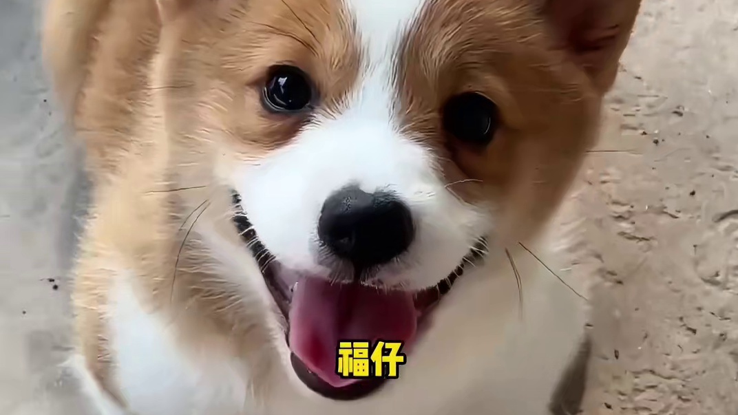 本来只是一只普通的宠物犬
