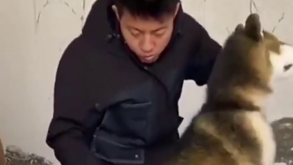 用钢管给狗娃娃充棉，二哈却看得惨叫连连屁滚尿流，魂儿都吓没了 萌宠出道计划