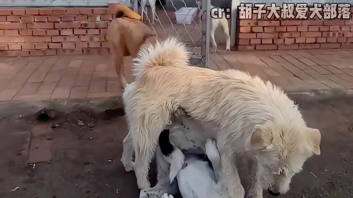 狗群之间起了冲突