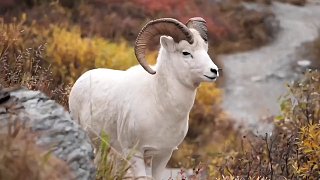 老虎一月才一頓，為何還如此強(qiáng)壯？要是你換做你，你能堅(jiān)持嗎