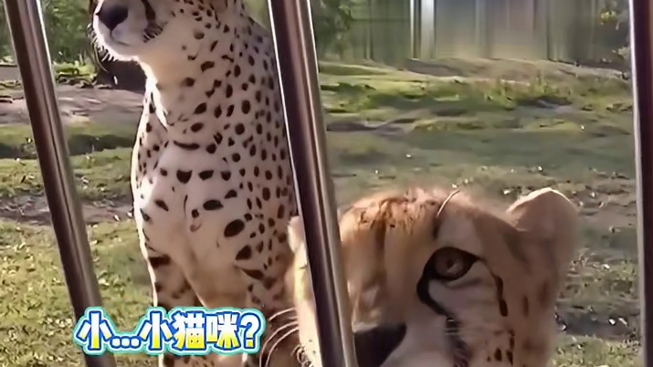 没想到动物也需要配音演员啊