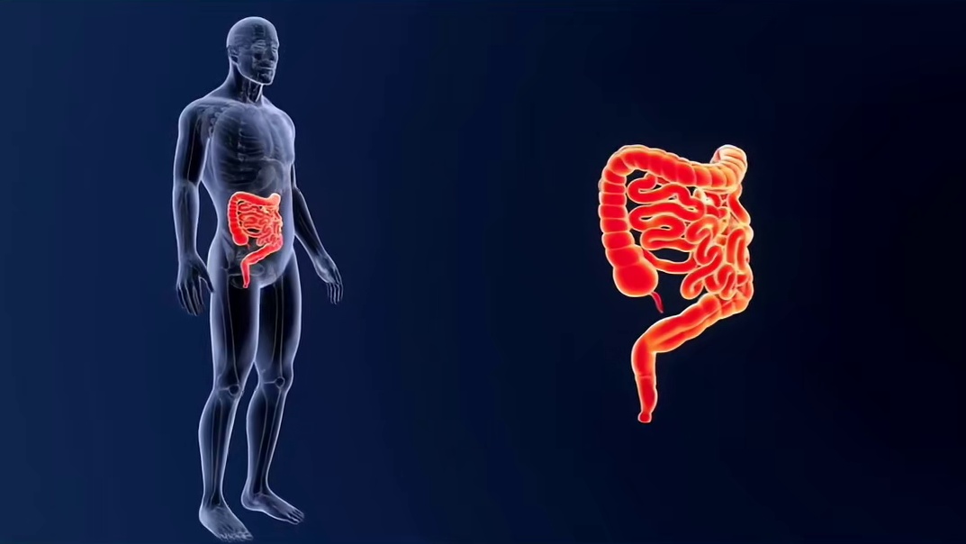 如何通过饮食优化肠道健康