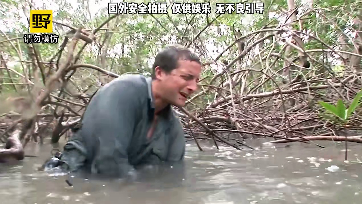 贝爷前往红树林沼泽冒险，把淤泥当作面膜往脸上抹！