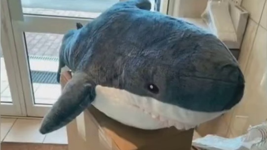 当狗狗收到心爱玩偶的时候