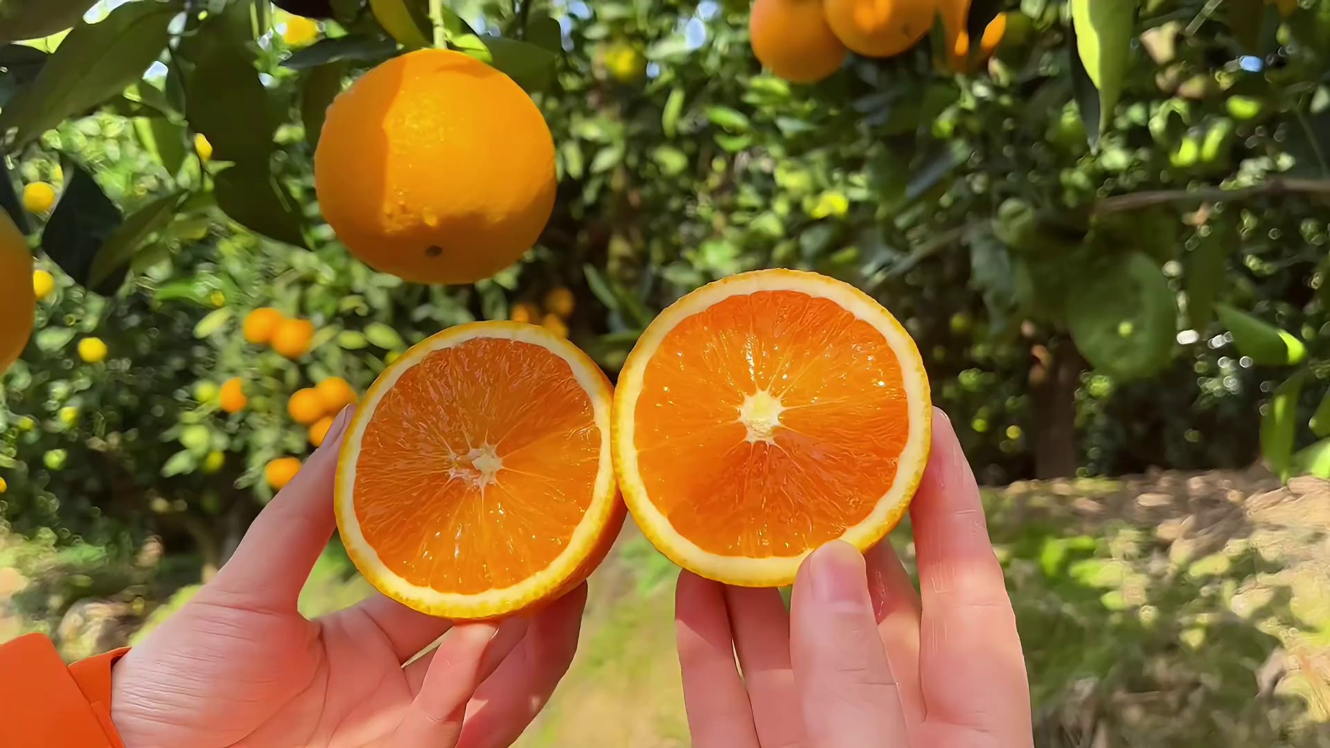 秭归果冻橙回来啦