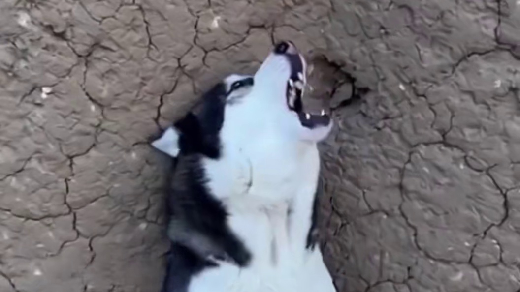 村里杀猪二哈凑着看热闹，却被屠夫盯上，傻狗嗷嗷惨叫魂都吓没了 #二哈#哈士奇#萌宠出道计划 #宠物的