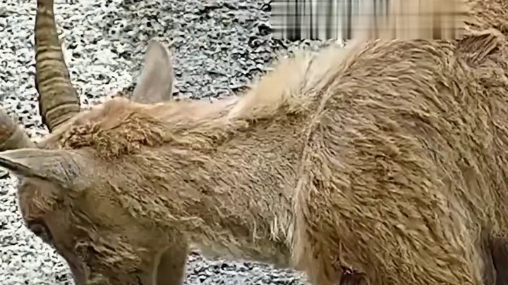 岩羊才是真正的极限运动祖师爷！看得我这心里直突突啊！