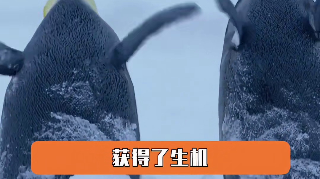 南极的土地上,人性熠熠生辉