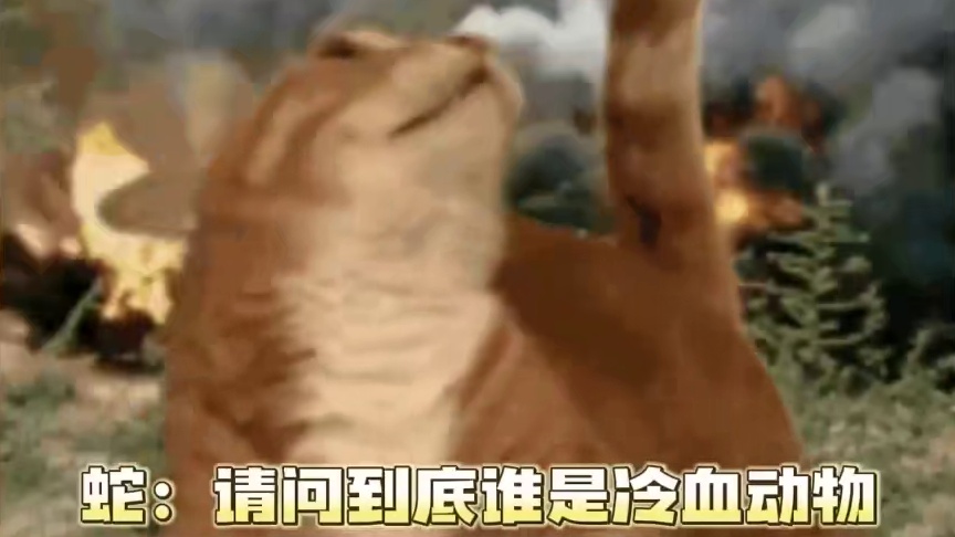 冷血动物热血了终于一把