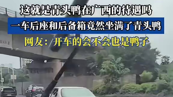 广西青头鸭待遇惊人，车后满满当当，网友：司机莫非也是鸭？