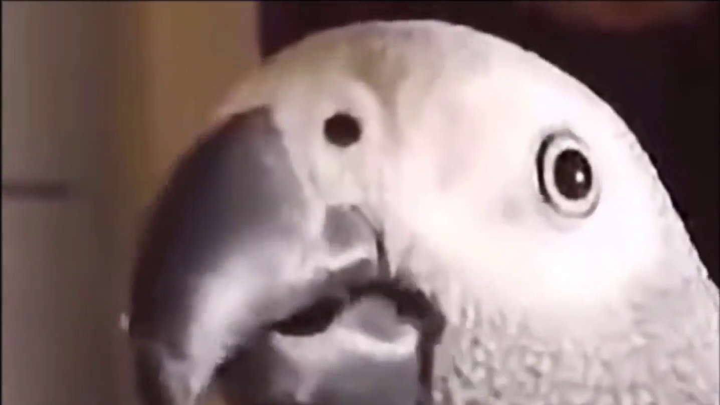 北极星VS Spider！北帝长拉扯战正面击败Spider！真进化了，太狠太霸道！ #永劫无间 #我