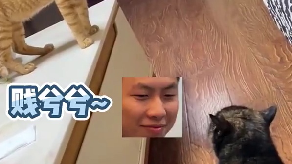 屎黄色的猫最有心机了