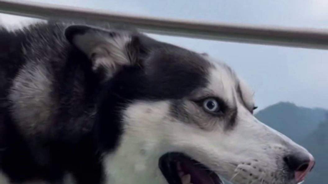 带二哈走玻璃栈道，傻狗全程鬼哭狼嚎惨叫连连，魂儿都吓没了