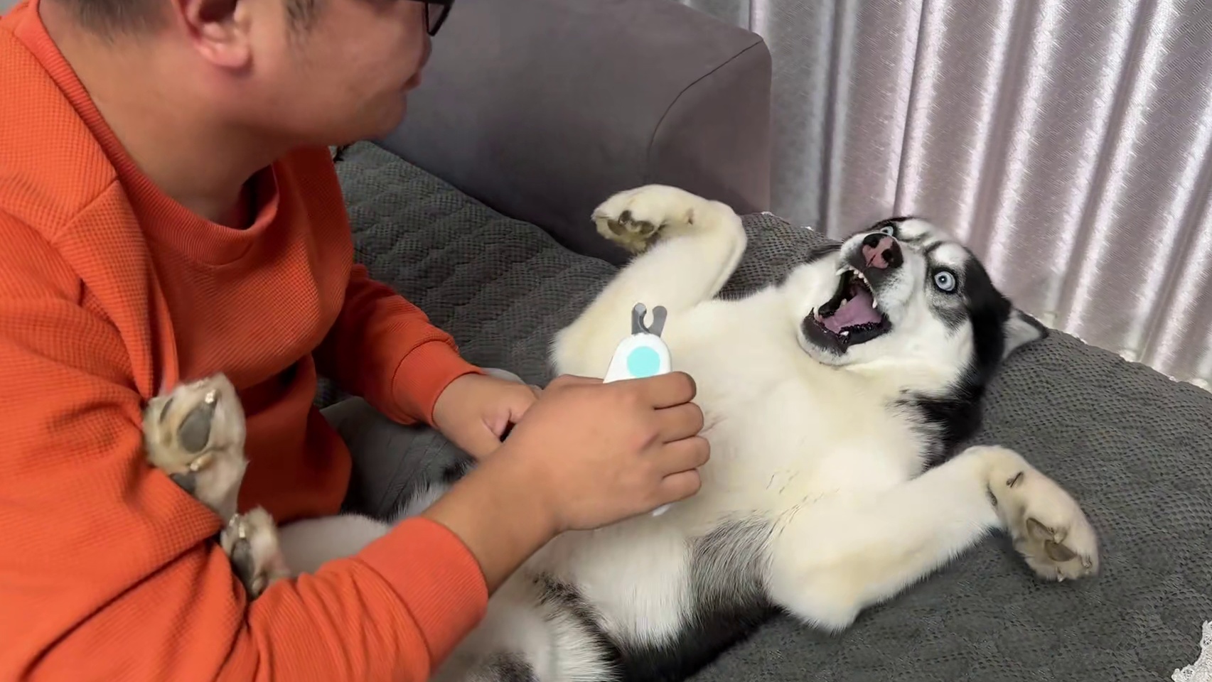 二哈死活不剪指甲，还龇牙咬人，当主人拿出菜刀后，大家千万别笑 #二哈#哈士奇 #萌宠出道计划#神奇动