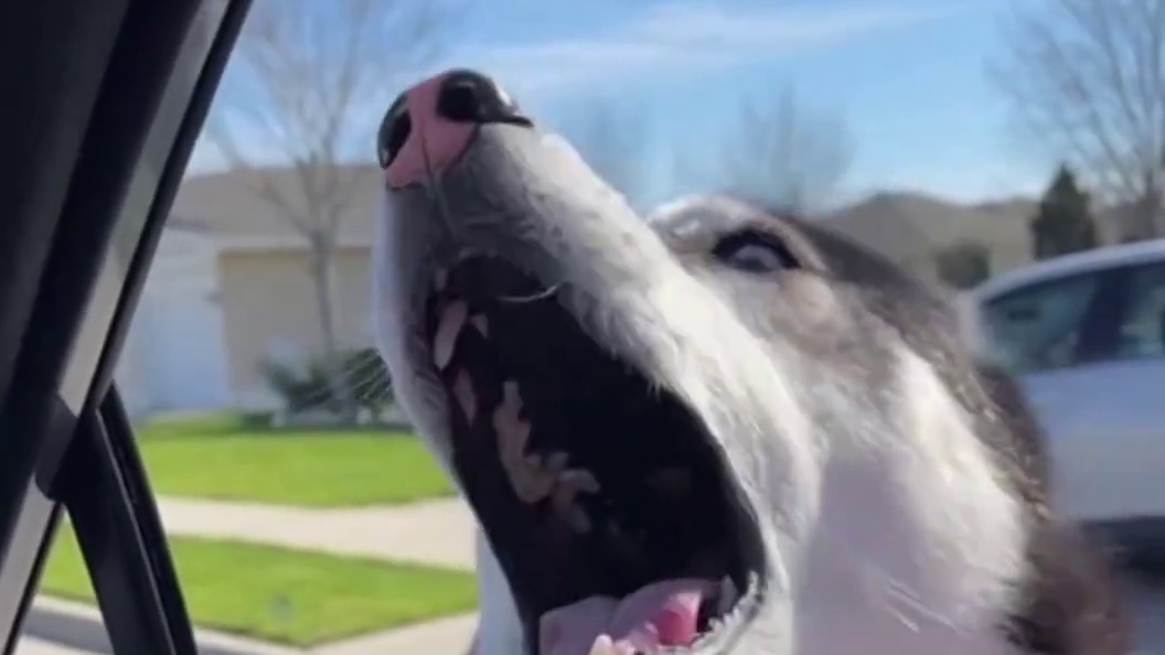 二哈好不容易抓一只鸟，却被汽车鸣笛吓跑了，气得二哈追着司机骂