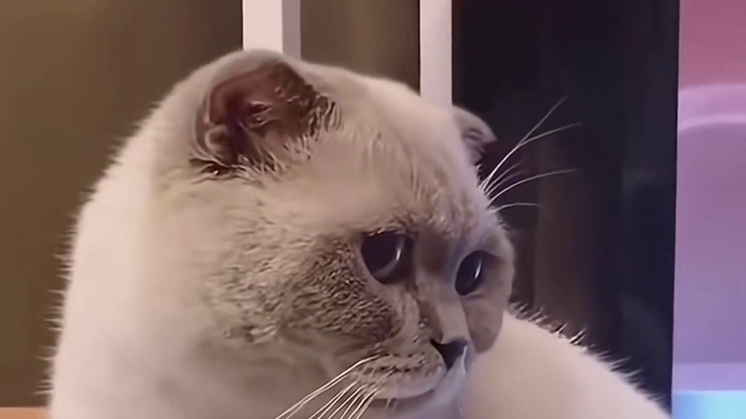 小猫打嗝声音也是各有不同的， ：咪的身体在打雷，咪处理不好。 流浪猫女孩积福 ​​​