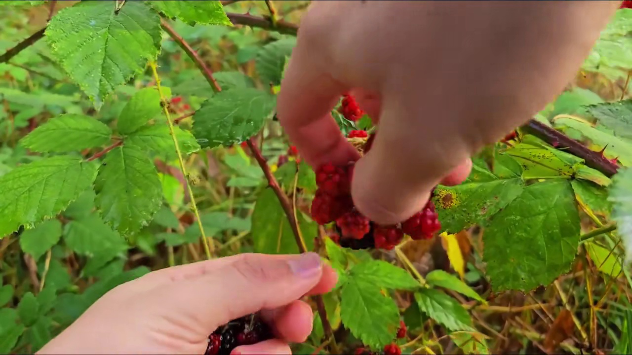 藏身于倒下的树下：我建造过的最温暖的秘密野外生存庇护所 #野外建造庇护所 #野外露营 #启发搜索激励