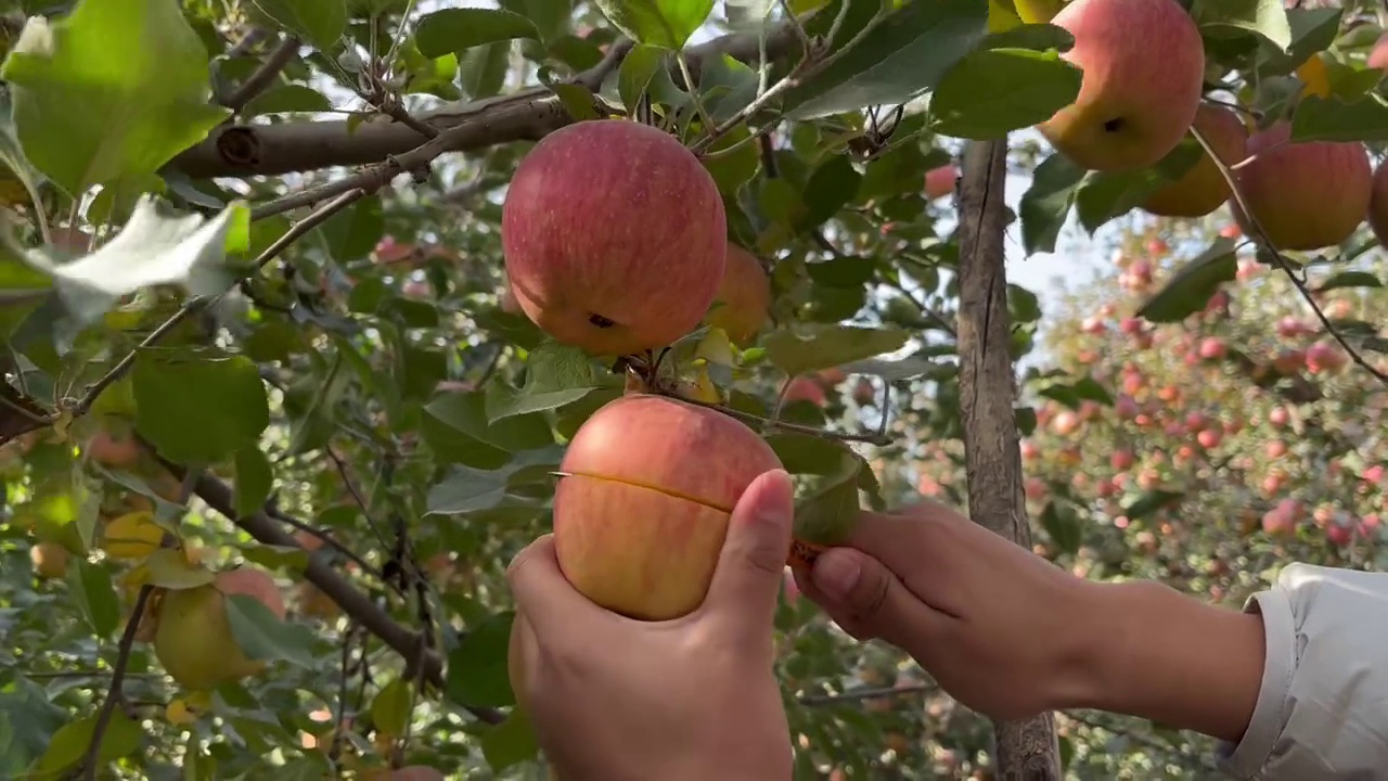 新疆阿克苏苹果上新啦！