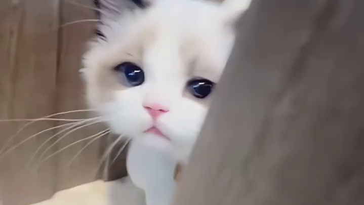 你现在养的猫狗和你有着做子女的缘分