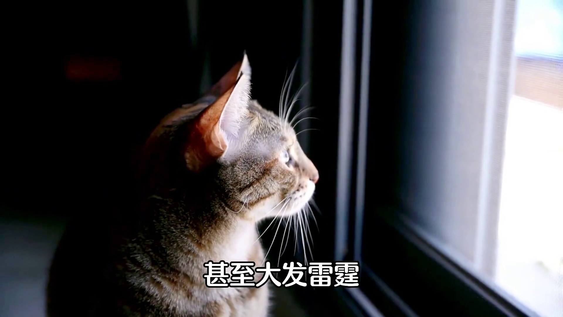 你知道在猫眼里，你是什么吗？