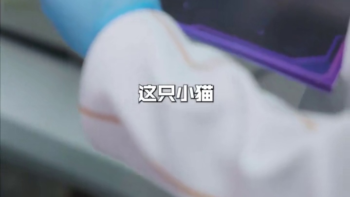 Crisp的喵队友“少爷”正期待与爱心召唤师的相遇。 #2025LPL全明星公益日  #谁不想领养一