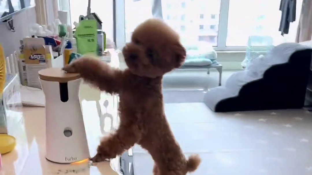 看小狗的表达能力有多强，合集来喽！ #萌宠日常记录 #万物可爱计划 #狗子成精了 #不养狗不知道养狗