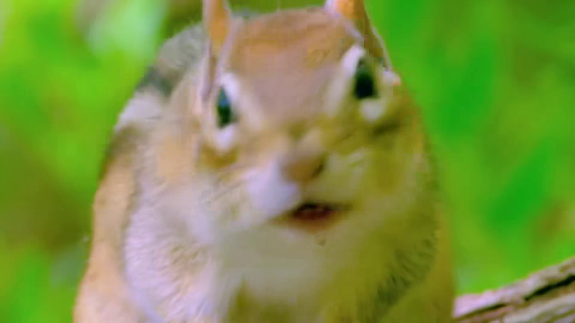 三角洲行动：脑机扫描小保险！能出非洲之心！！