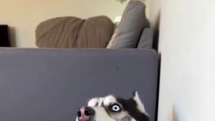 拿钢管给狗娃娃充棉，二哈却吓得惨叫连连屁滚尿流，魂儿都吓没了 #二哈 #哈士奇#萌宠出道计划#神奇动