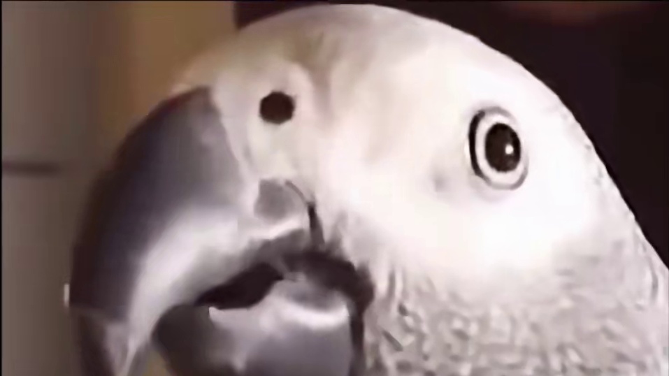 迈万钧连续处决看呆众人，肘子更是一脸懵逼！到底是机制还是BUG？#2025永劫无间劫杯 #永劫评分榜