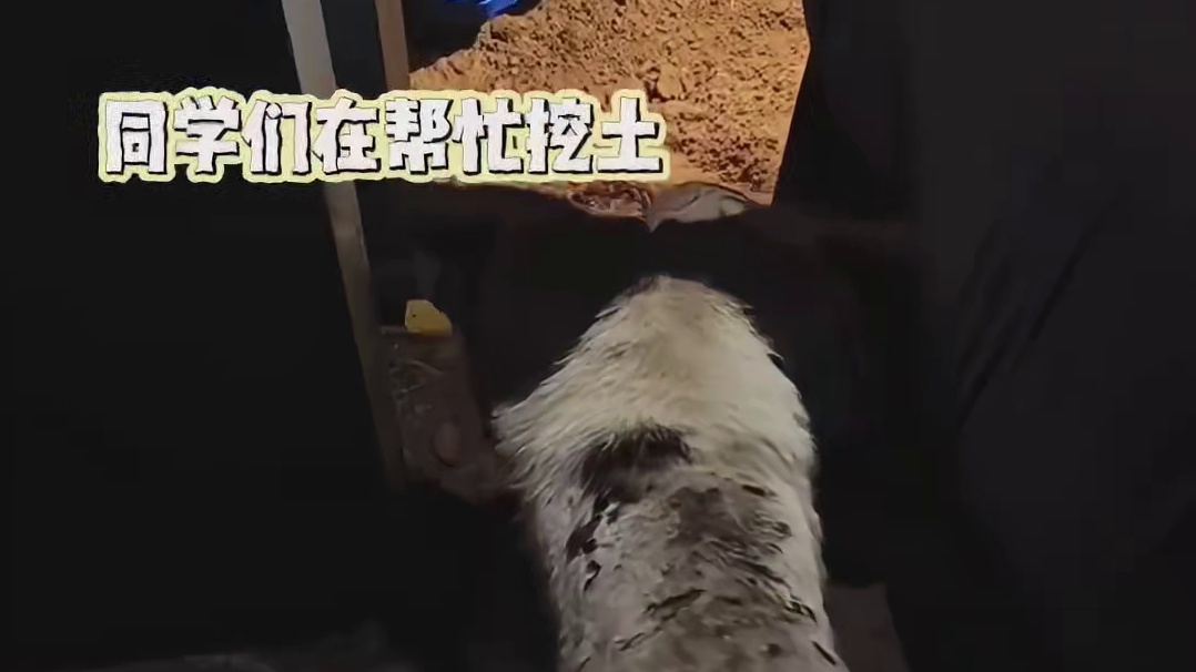 它才不是流浪狗，它是小狗侠！