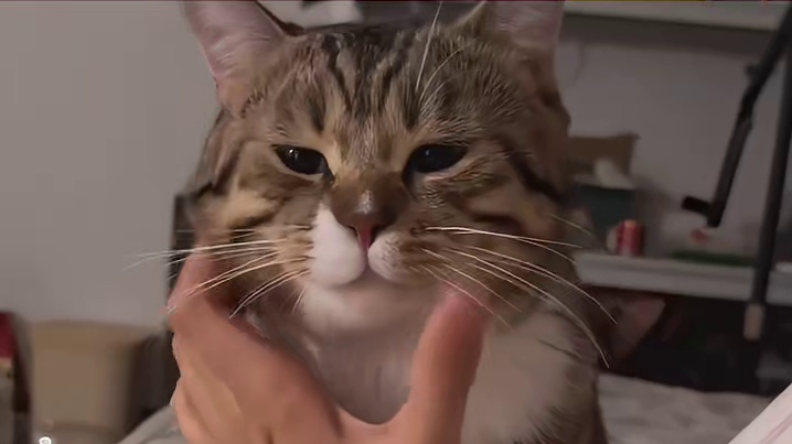 原来小猫的性格，看它穿的马甲就能分辨