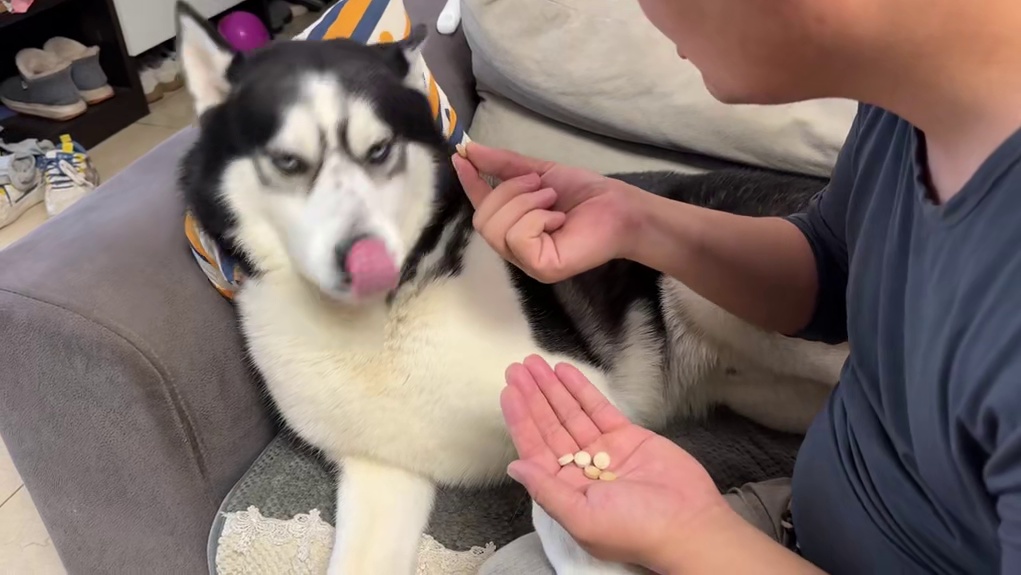 主人喂药犟种二哈死活不吃，当小主人出马后，大家千万憋住别笑 #二哈 #哈士奇 #萌宠出道计划 #神奇