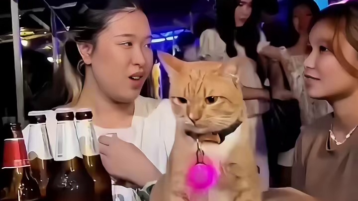 猫猫也不想上班，猫：很生气为你服务
